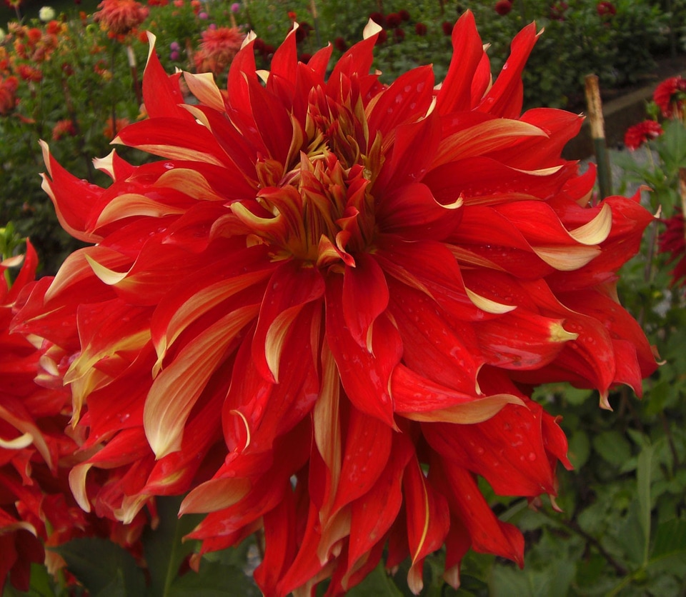 Red petals blooming