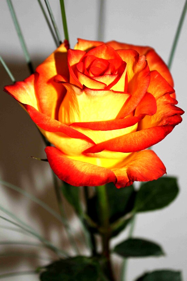 Blossom bloom rose bloom