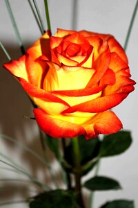 Blossom bloom rose bloom