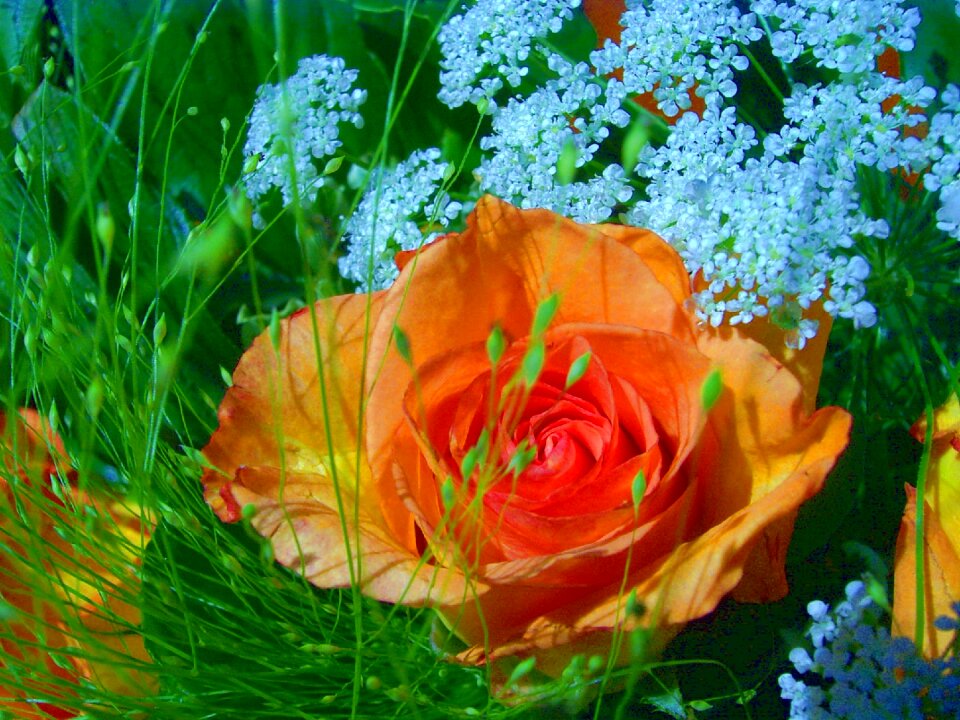 Beautiful fragrant macro