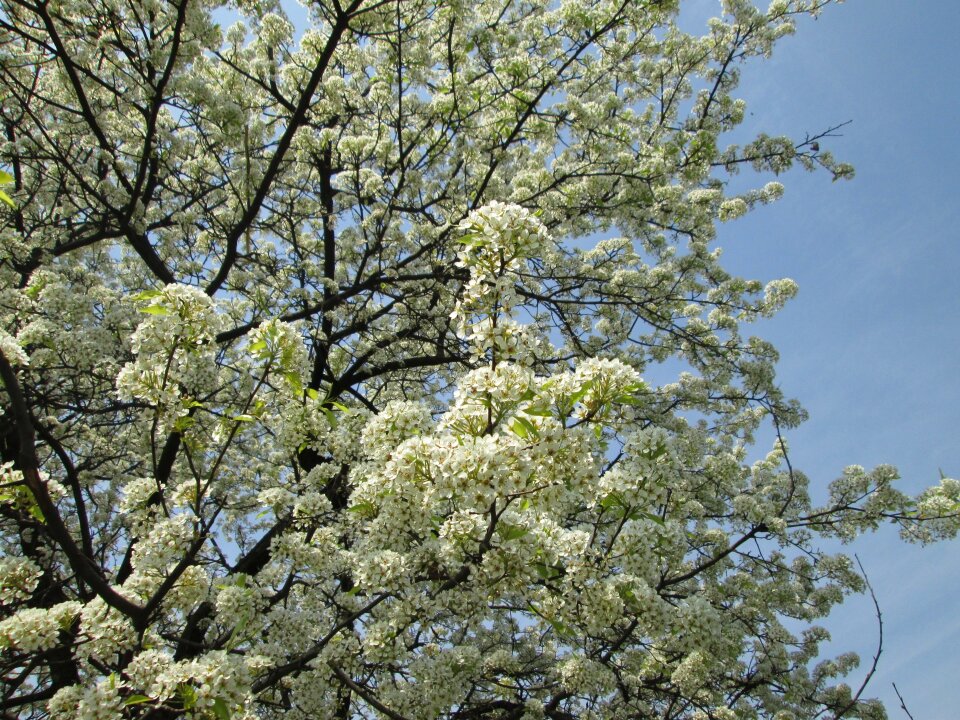 White park plant