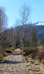 Birch hiking migratory path