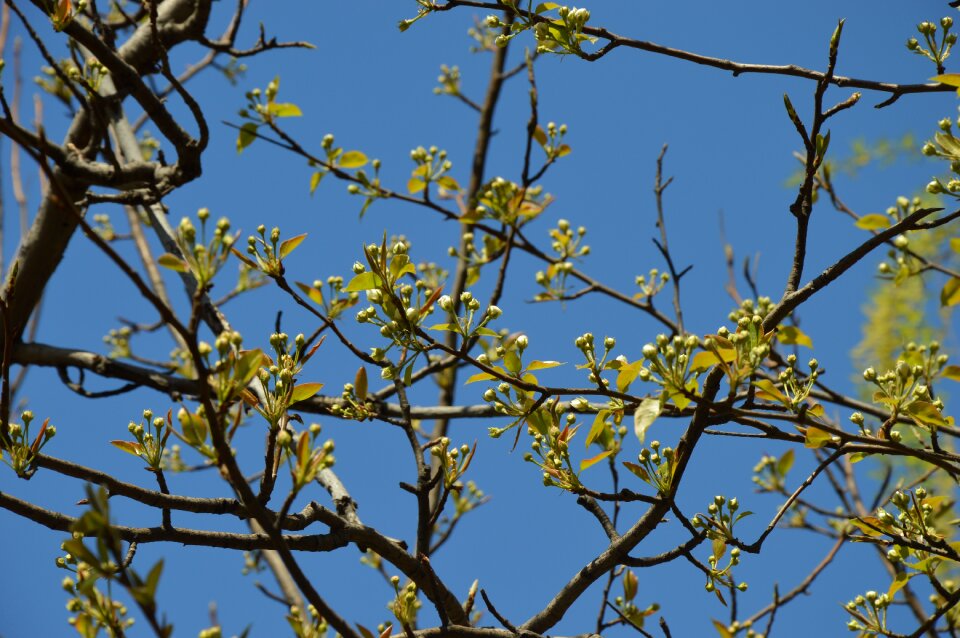Spring green branches