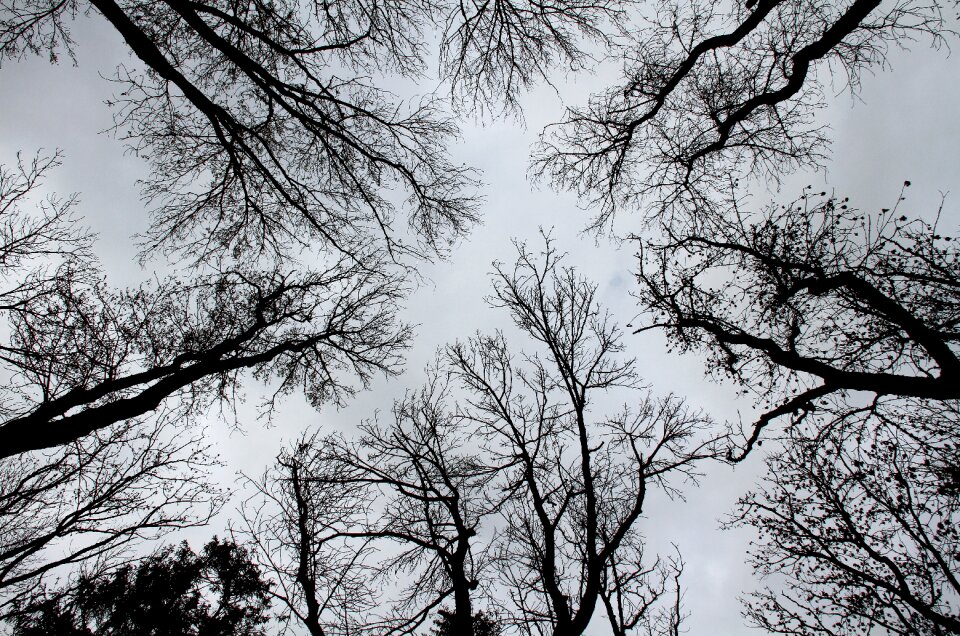 Trees silhouettes black and white