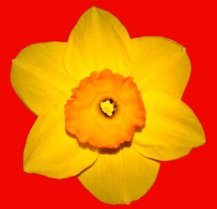 Spring yellow easter flower