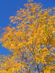 Leaves leafy woods photo