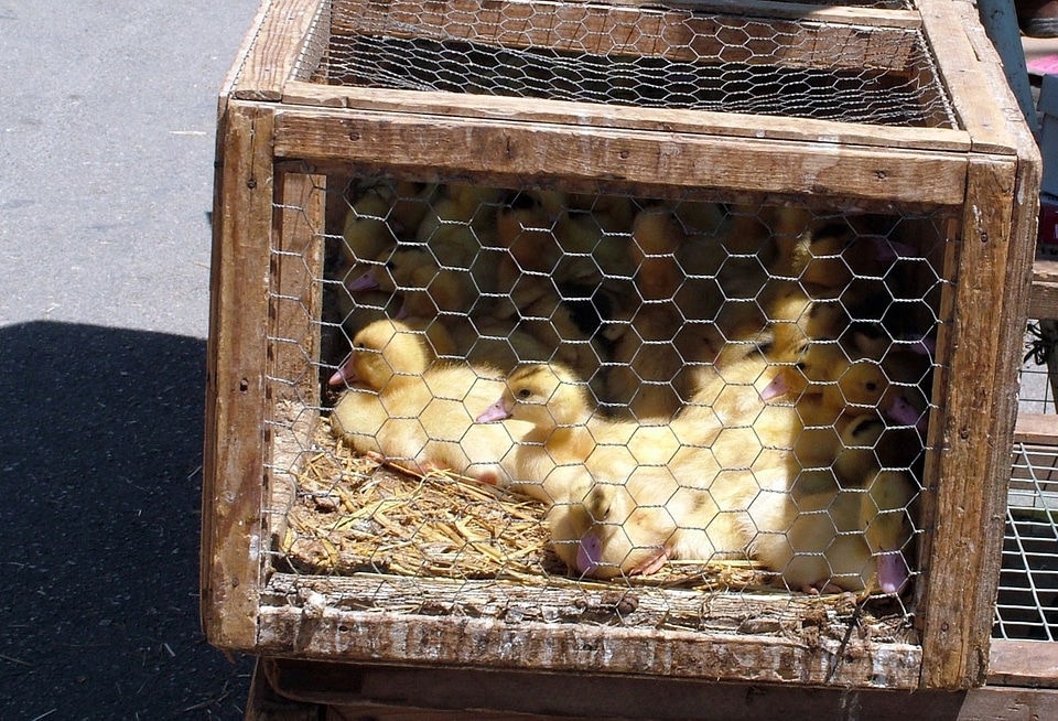 Market waterfowl caged