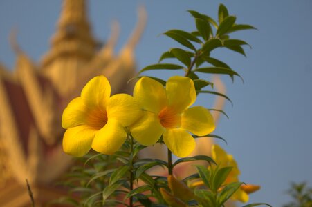 Plant bloom nature photo