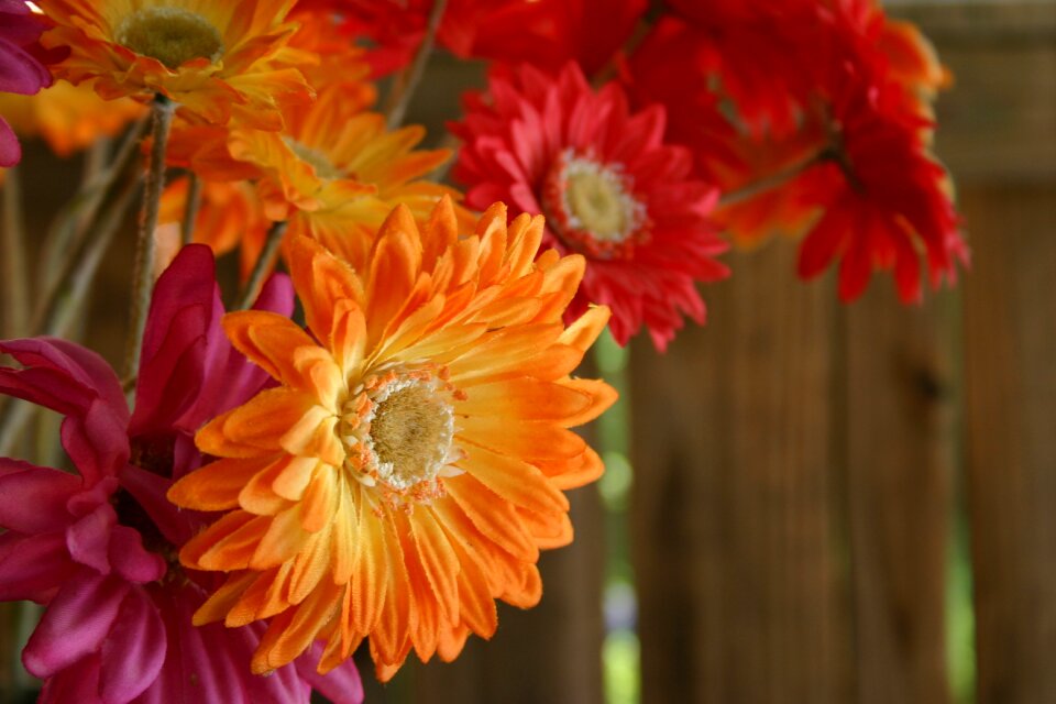Pink orange flowers