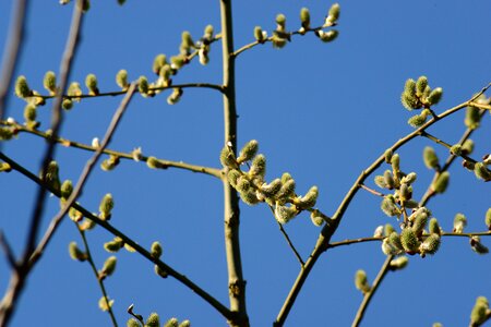 Goat willow willows tree