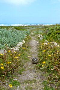 Away vegetation plant