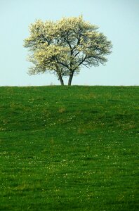 Solitude nature isolated form