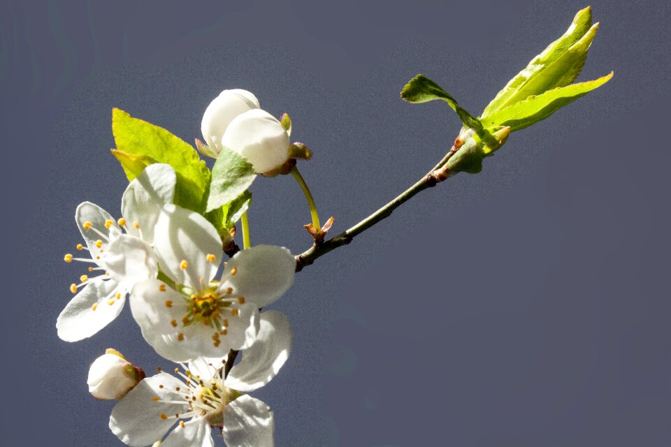 Prunus domestica subsp syria yellow plum subspecies of the plum