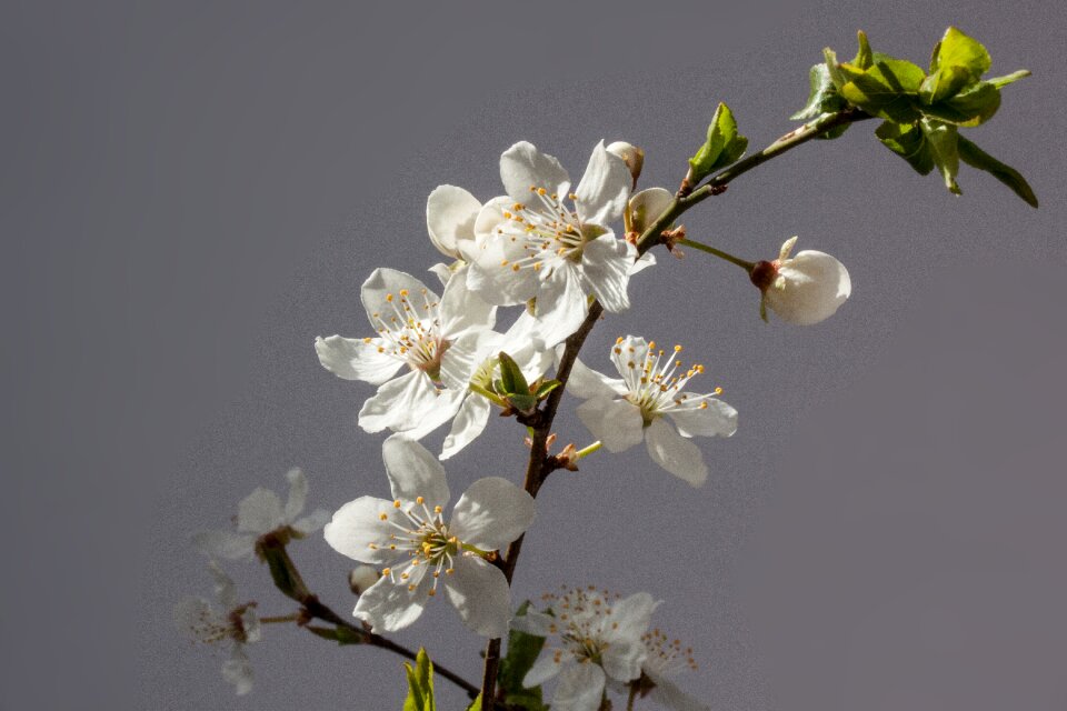Prunus domestica subsp syria yellow plum subspecies of the plum