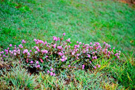 Nature garden nuwara eliya