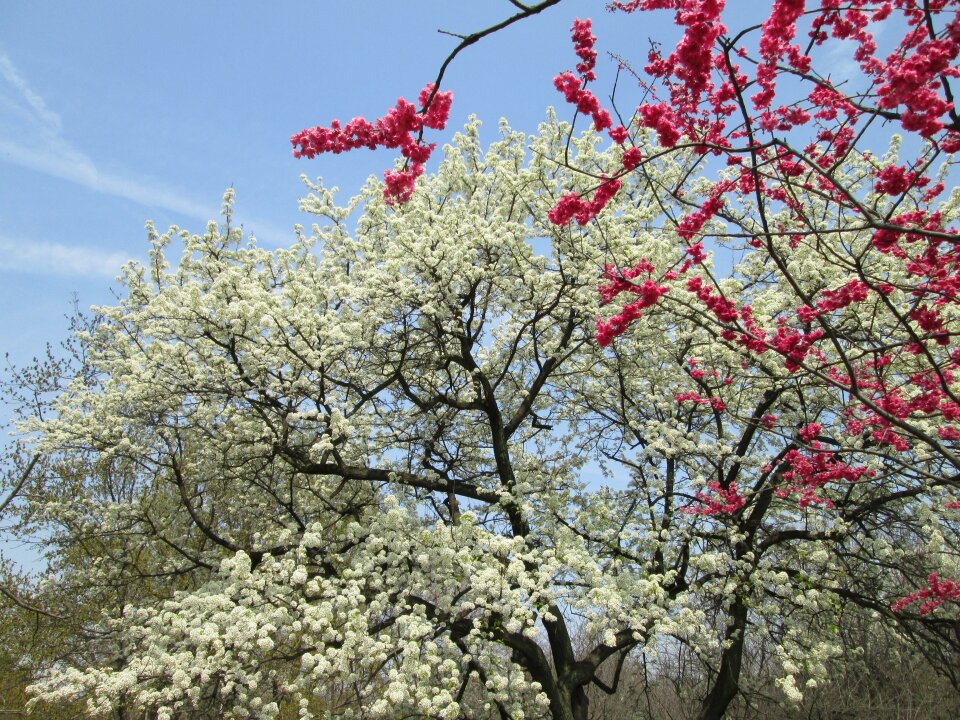 Red park plant