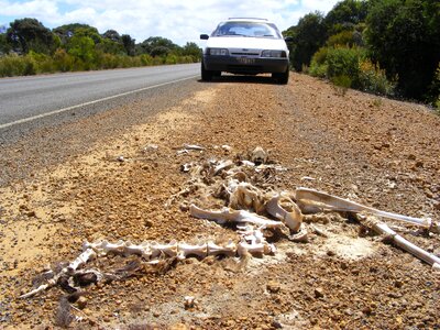 Carcass kangaroo island remains