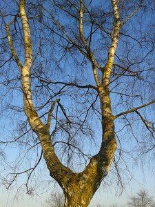 Bark branches nature