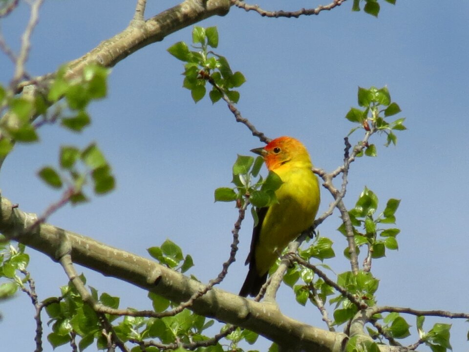 British columbia nature western tanager