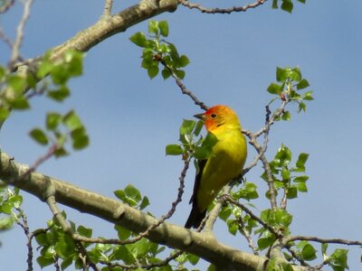 British columbia nature western tanager