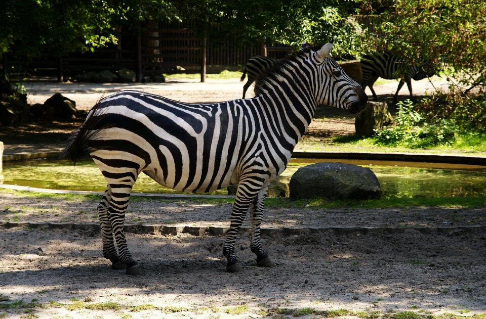 Animals zoo mammals