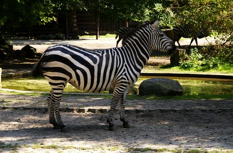 Animals zoo mammals