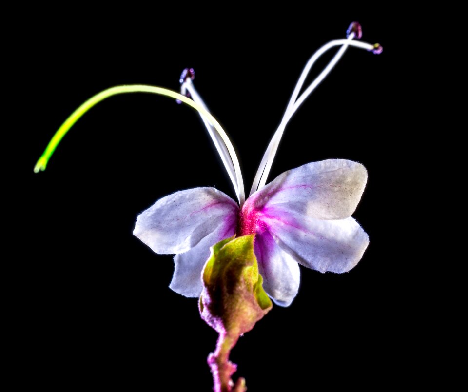 Blossom bloom white pink photo