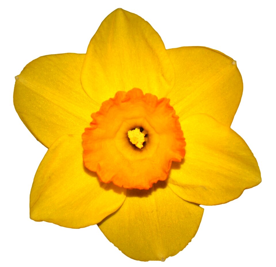 Spring yellow easter flower
