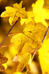 Yellow fall nature