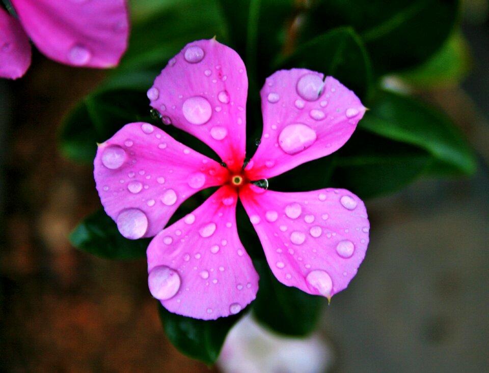 Simple rain drops