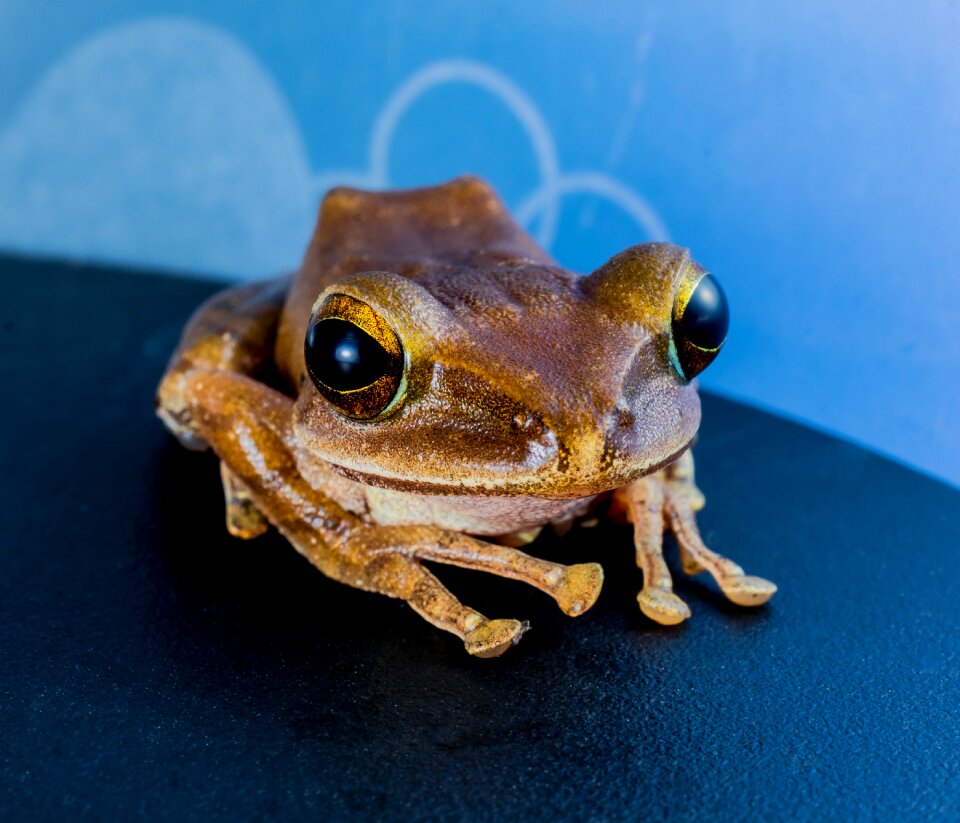 Anuran frog amphibians