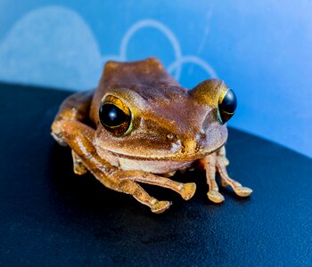 Anuran frog amphibians