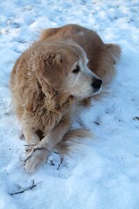 Snow dog cold