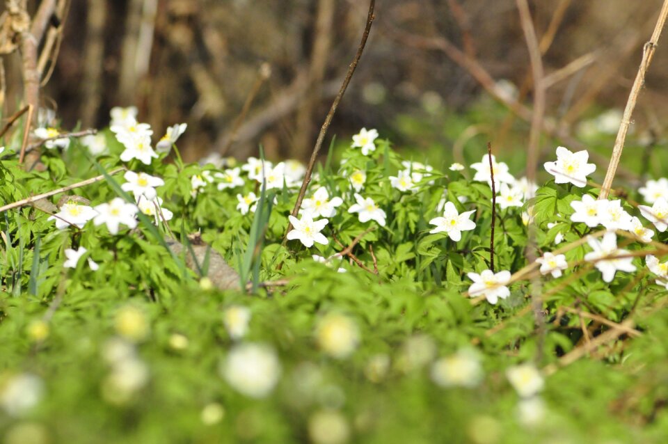 Forest spring nature