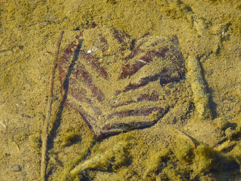 In the water heart heart shaped