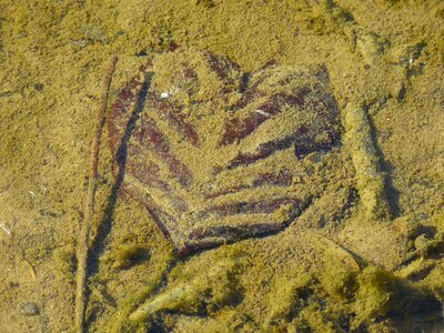 In the water heart heart shaped