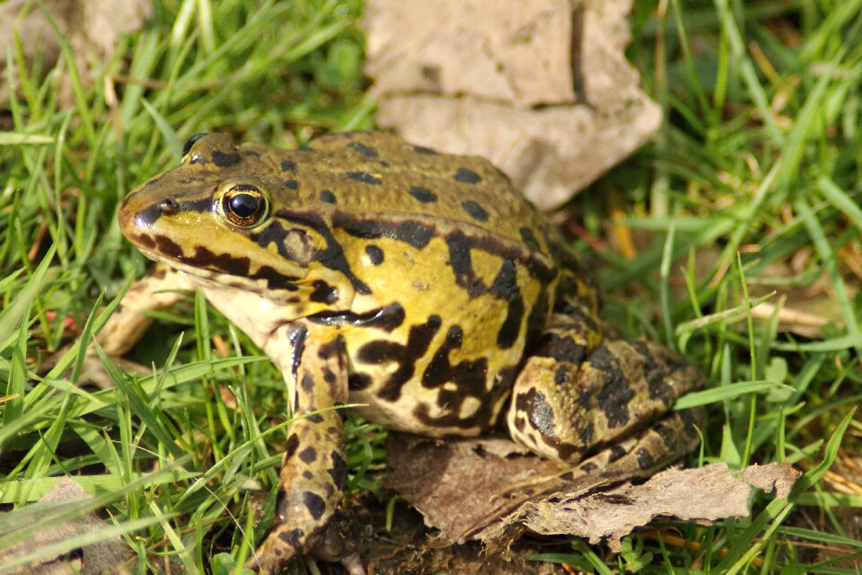 Frog amphibian green photo