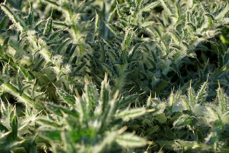 Spur prickly green