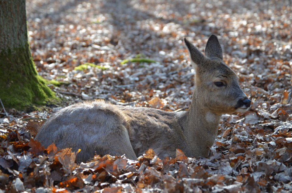 Kitz wildlife park wild