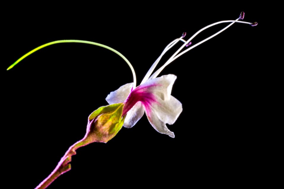 Blossom bloom white pink