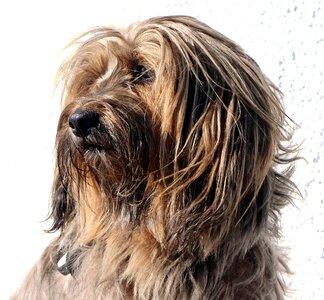 Head portrait pet