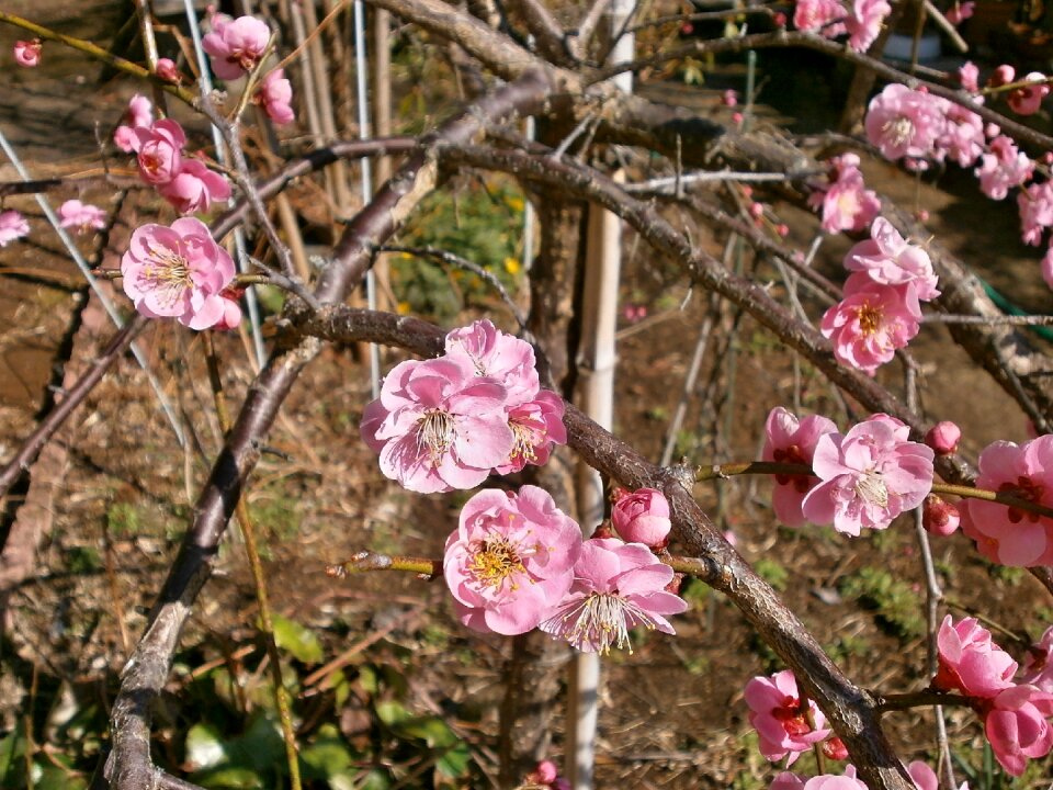 Spring pink flower bed