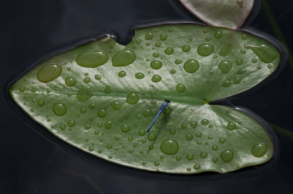 Dragonfly usa florida
