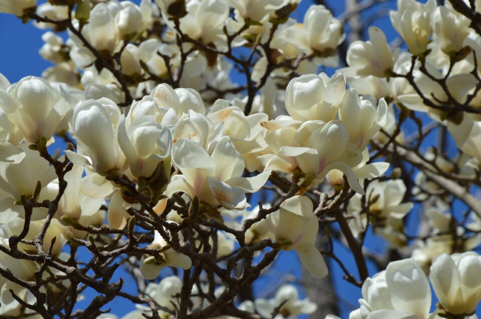 Tree spring branches