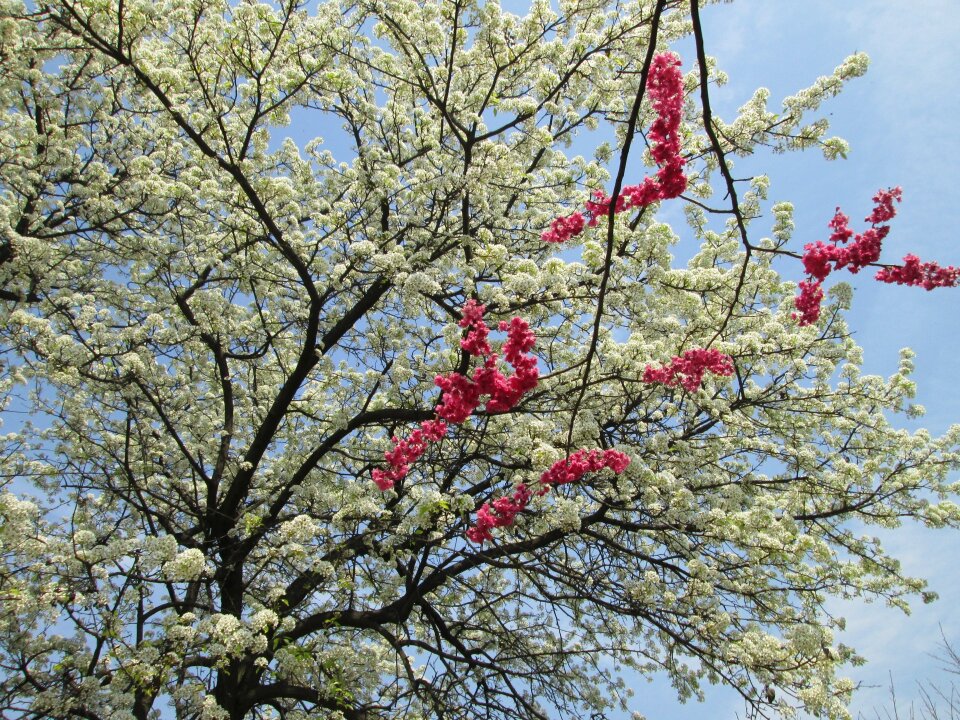 Red park plant