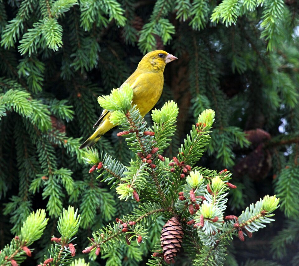 Animal nature birds
