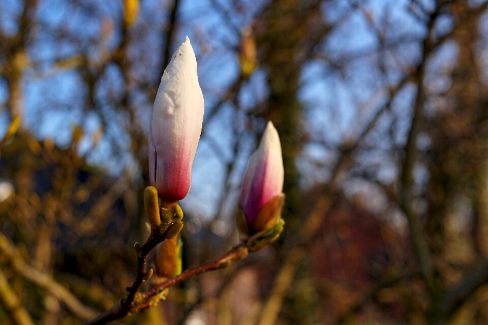 Dorsal bloom pierre magnol