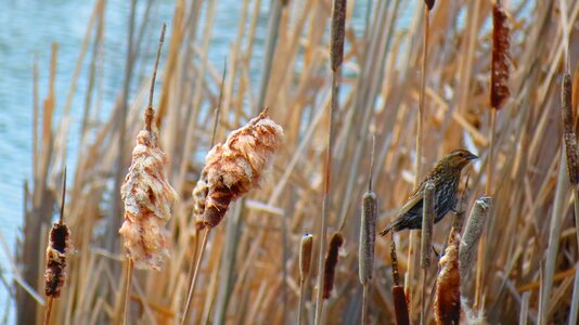 Landscape wetland bird