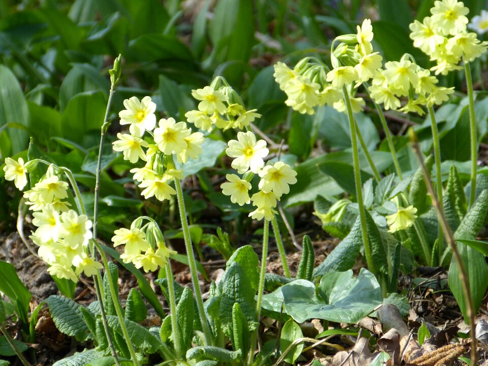 Primula vulgaris primrose flower