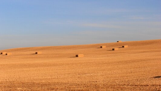 Field camino farmland